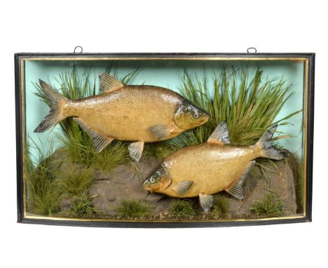 Taxidermy: A Cased Pair of Common Bream (Abramis brama), by John Cooper &amp; Sons, 28 Radnor Street, St Luke's, London, EC, 