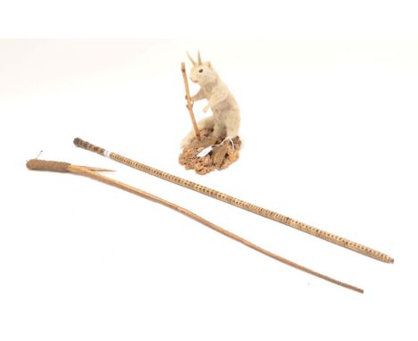 Taxidermy/Collectibles: A Wolperdinger and Collectibles, a full mount Wolperdinger, mounted as a faded Red squirrel body with