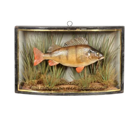 Taxidermy: A Cased Perch (Perca fluviatilis), by W.F. Homer, 105 Woodgrange Road, Forest Gate, London, E7, preserved and moun