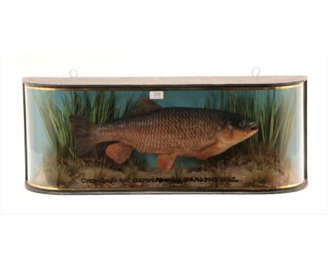 Taxidermy: A Cased Chub (Squalius cephalus), circa 2002, by A.J. Hall, Naturalist, 12 Helmsdale Road, Romford, Essex, preserv