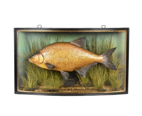 Taxidermy: A Cased Common Bream (Abramis brama), by John Cooper &amp; Sons, 78 Bath Road, Hounslow, Middlesex, (Griggs), pres