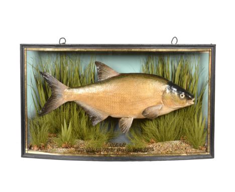 Taxidermy: A Cased Common Bream (Abramis brama), by John Cooper &amp; Sons, 28 Radnor Street, St Luke's, London, EC, (Griggs)