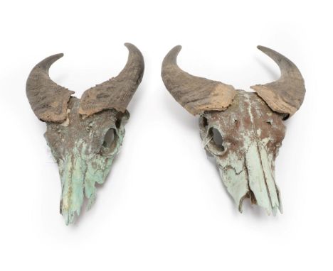 Antlers/Horns: Two Pairs of Forest Buffalo Horns on Skulls (Syncerus nanus), circa late 20th century, two pairs of adult horn