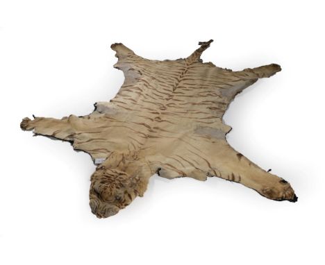 Taxidermy: Indian Tiger Skin (Panthera tigris tigris), circa 1920, by Van Ingen, Van Ingen, Mysore, India, flat skin rug with