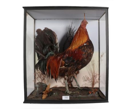 Taxidermy: A Victorian Cased Cockerel (Gallus gallus domesticus), a full mount adult Cockerel stood with head turning slightl