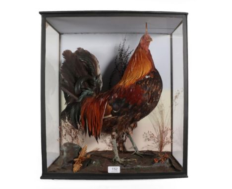 Taxidermy: A Victorian Cased Cockerel (Gallus gallus domesticus), a full mount adult Cockerel stood with head turning slightl