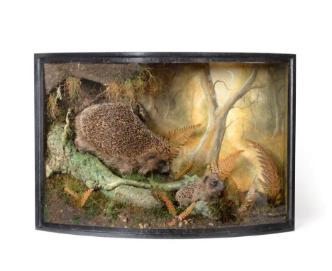 Taxidermy: European Hedgehog and Hoglet (Erinaceus europaeus), circa 2019, by A.J. Armitstead, Taxidermist &amp; Naturalist, 