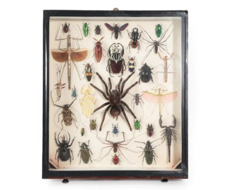 Entomology: A Collection of Various Insects, Beetles, and Arachnids, circa late 20th century, a varied collection from around