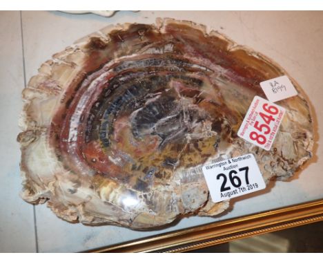 Slice of crystalised tree trunk 