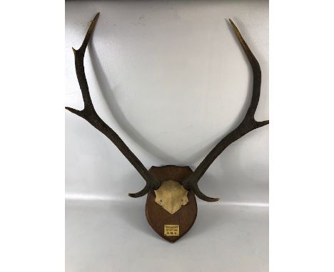 Taxidermy Sporting interest, a pair of dear antlers mounted on a shield with a plaque CULACHY 4th OCT 1922, BME, each antler 