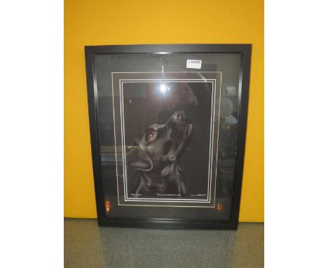Signed limited edition framed print " His Masters Voice" by K Johns of a Black Labrador no 235 of 295, 21" by 17".