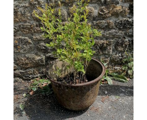 Cast metal planter 51cm high x 39cm diameter with willow plant 