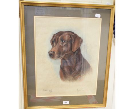 Margery Cox, a portrait of a Labrador, Coffee, pastel, signed, inscribed and dated 1976, 48 x 38 cm 