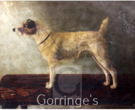 Adrienne Lester (20thC)oil on canvas,Portrait of a Parsons Jack Russell terrier, standing upon a table,signed,28 x 36in.