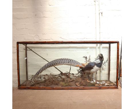 TAXIDERMY - an exotic crested pheasant, in naturalistic surround, cased, W115cm, H55cm, D29cm (lacking top glass panel) 