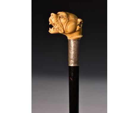 An early 20th century novelty ivory, silver and ebony walking stick, the pommel boldly carved as a ferocious terrier's head w