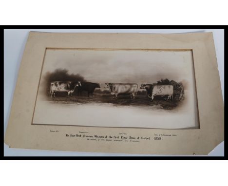 CATTLE. 1839 Oxford Royal Show.Four First cows &amp; bulls in show Premium Winners. Vintage photographic print by Sydney H. W
