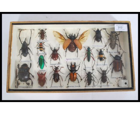 A cased collection of vintage taxidermy / scientific insect bug specimens each being labeled and held within a glazed display