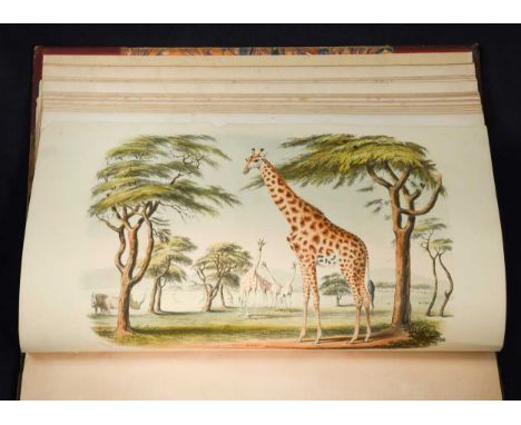 Portraits of the Game and Wild Animals of Southern Africa. London: W. Pickering 1840, large folio, hand coloured lithograph t