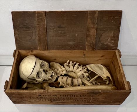 An early-20th century medical human half-skeleton by Adam Rouilly &amp; Co. of London - including full skull and spine, in th