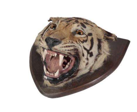 TAXIDERMY TIGER'S HEAD mounted on an oak shield, 48cm x 55cm Provenance: From the JV Beale Collection of Indian artefacts. JV