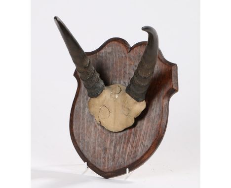 Taxidermy horn mount of an antelope by Lewis Hutton of Bristol, the shield 19.5cm wide by 25.5cm high
