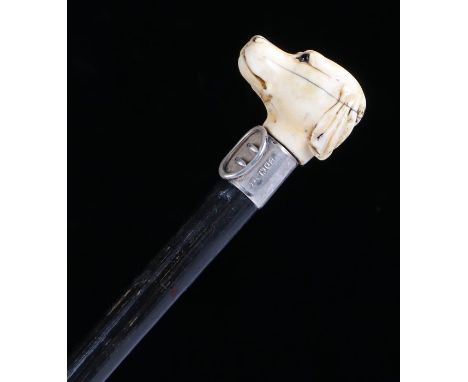 19th Century carved ivory walking stick, the head carved as a dog head with glass eyes above a silver collar assayed for 1900