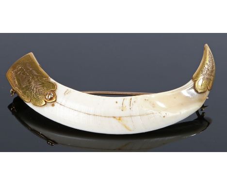 Victorian gilt metal mounted boars tusk hunting trophy, the tusk with a gilt metal mount to either end, the base end with an 