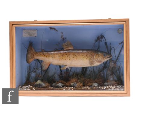A taxidermy speckled trout in natural river bed setting, caught by Charles Worrall at 'Dausey Green' Tamworth in Arden April 