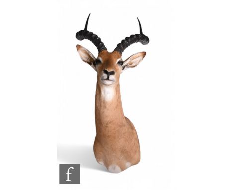 A taxidermy head and shoulder study of an impala, with inset glass eyes, height 102cm.