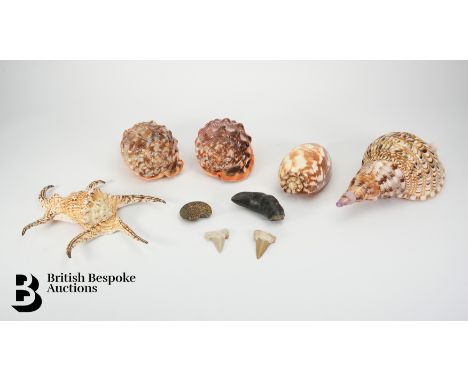 Natural History interest including a fossilised tooth (prehistoric) approx 10 cms in length, a fossilised ammonite approx 5.5