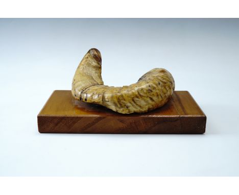 A rams horn lamp base, 27 x 13 x 12 cm