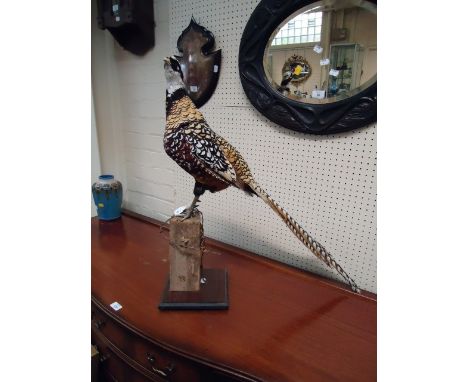 Taxidermy, a preserved and well modelled male Reeves's pheasant, perched on a fence post with square moulded wood plinth, 70c