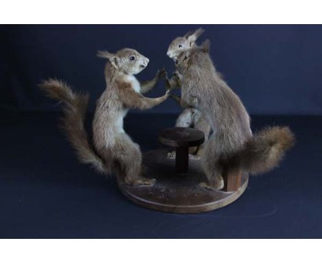 Taxidermy - A group of squirrels posed as playing cards, seated on stools about a circular table, 31cm high approx