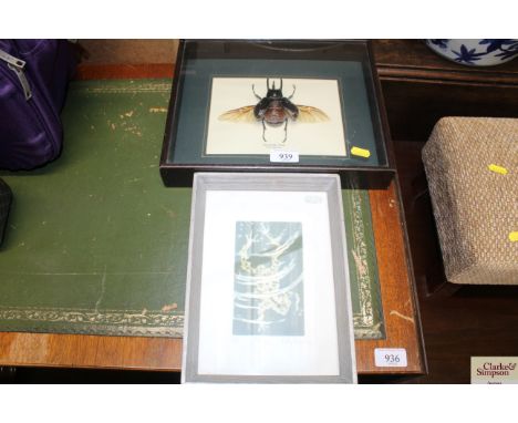 A cased and preserved stag beetle and Sally Hunkin pencil signed limited edition print 
