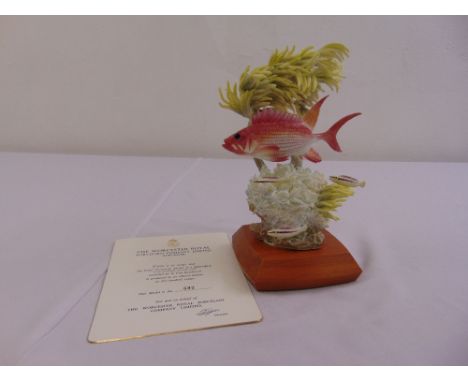Royal Worcester figurine of a Squirrel fish limited edition 392/500, modelled by R. Van Ruyckevelt to include COA and packagi