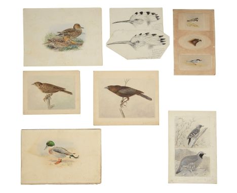 Ornithological watercolours to include three studies of duck by Herbert Goodchild comprising 'Pintail x Mallard hybrids in ec