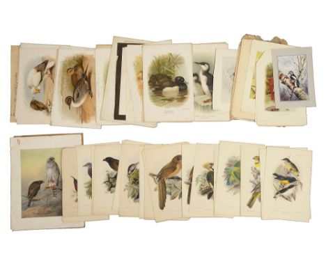 After Keulemans, a collection of thirty hand coloured lithograph plates from Ibis and other ornithological platesKeulemans pl