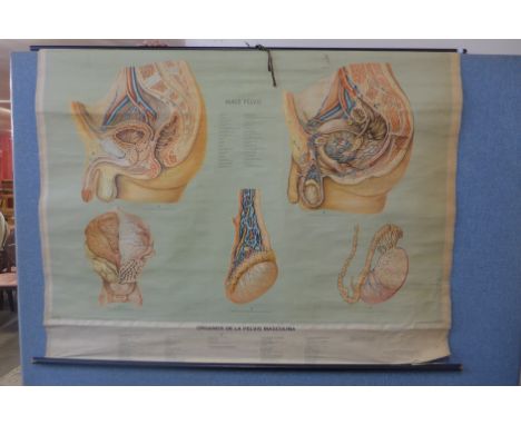 A vintage anatomical scroll 