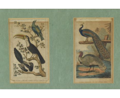 After Thomas Dixon - two early 19th century hand coloured engravings depicting birds. One featuring a peacock and turkey cock