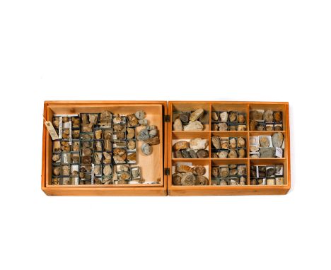 A wooden museum storage box containing two trays of various fossil Molluscs and Brachiopods from the Jurassic period of Engla