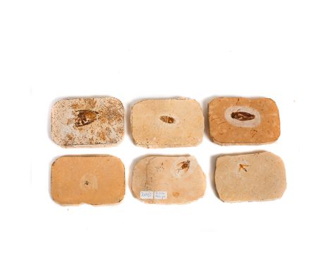 6 fossil insects from the famous Santana Formation of Brasil. Including a cockroach, heteroptera, etc. Specimens labelled in 