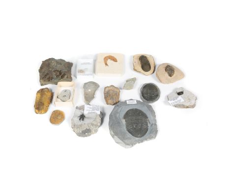 11 Trilobite specimens in matrix from the Devonian etc. Well prepared specimens including; Paralajurus dormitzeria, Ogyginus 