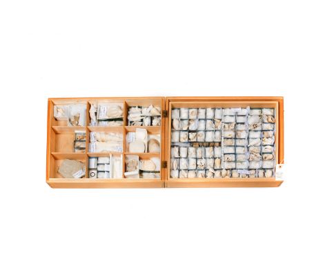 A wooden museum storage box containing two trays of fine specimens of fossil Molluscs from the Paris basin. Eocene period. La