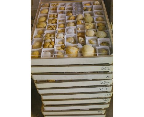 16x trays of fossil shells. A substantial collection of fossil shells, etc. Some on chalk matrix. £50-70