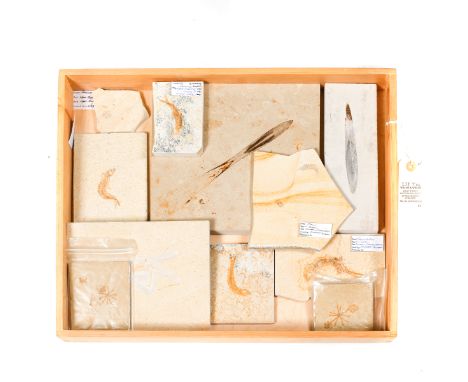 11 fossil specimens in matrix from the Solnhofen Lithographic Limestone, Eichstatt, Germany. Late Jurassic specimens includin