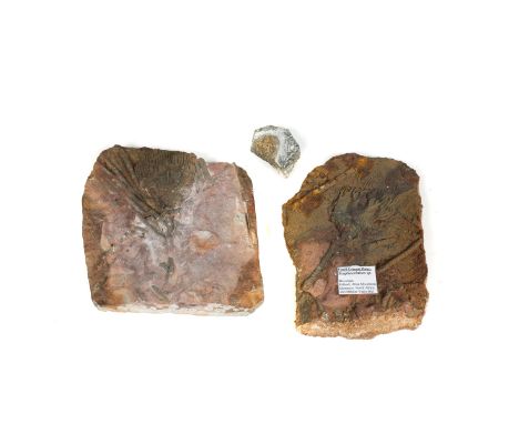 3 specimens of fossil Crinoid in matrix from the Devonian, Morocco. One labelled Scaphocrinites sp. £40-60