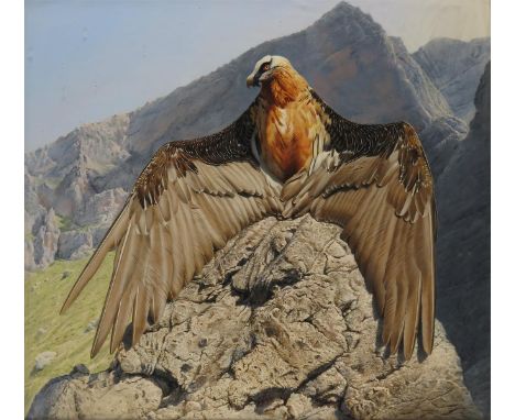 ‡Trevor Boyer (b.1948)Bearded Vulture sunbathingOil on panel83 x 89cm