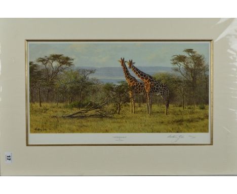 ANTHONY GIBBS (BRITISH 1951) 'TWO'S COMPANY', a limited edition print 100/295 of a pair of Giraffes in the bush, signed and n