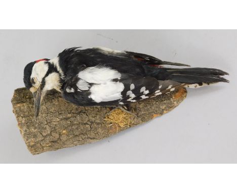 A taxidermied woodpecker, mounted on a part tree trunk, 23cm high